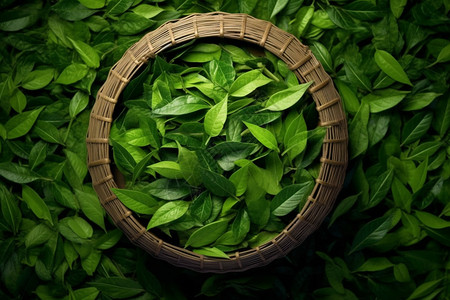 竹篮中堆叠的绿茶叶图片
