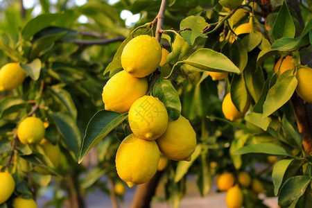 果园的柠檬图片