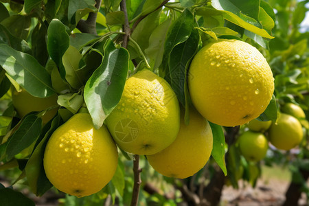 果园种植的柠檬图片