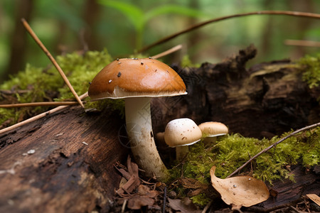 野生的菌菇图片