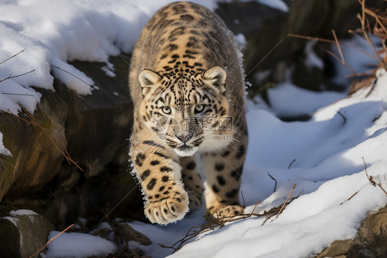 保护动物雪豹图片