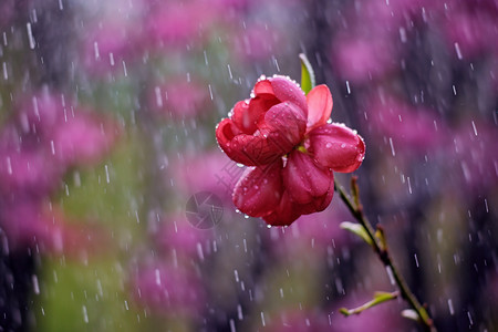 雨中盛放的郁金香图片