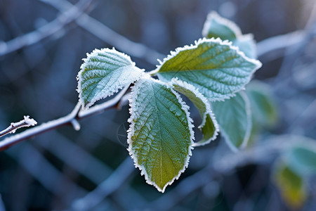 冬季户外的植物图片