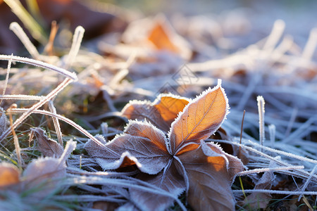 地面结霜的树叶图片