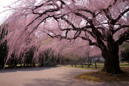 春天的美丽樱花树图片