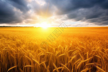 乡村的小麦田图片