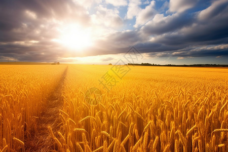 成熟的小麦户外旧农村高清图片