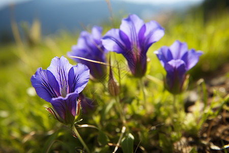 乡村山花户外植物图片