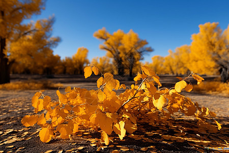 金黄落叶背景图片