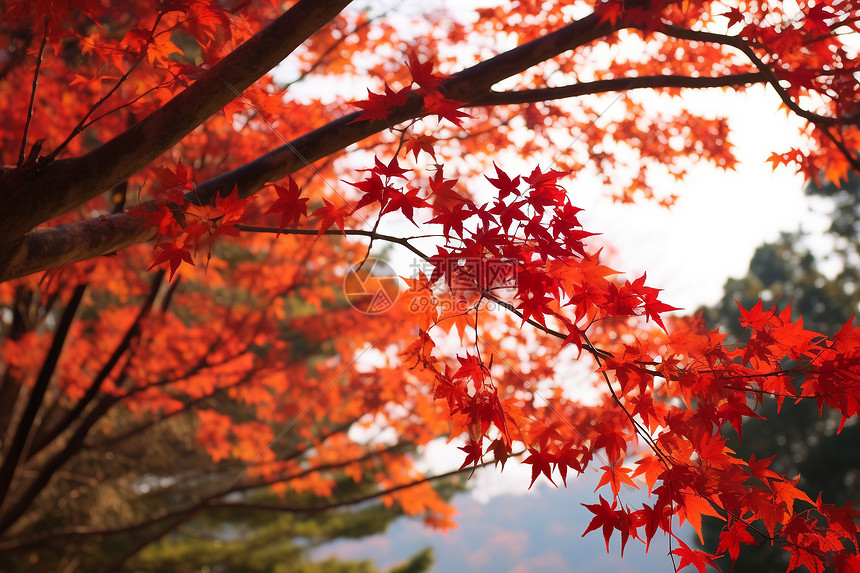 红枫叶萧瑟风景图片