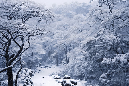 雪中森林景观冷雾高清图片