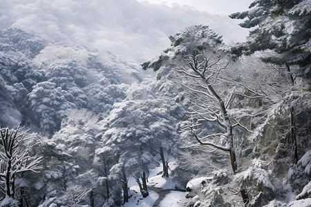 故宫的雪冬天的户外背景