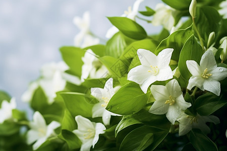 绿叶包围的白色花朵图片