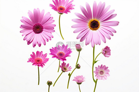 白色背景上的紫罗兰花朵图片