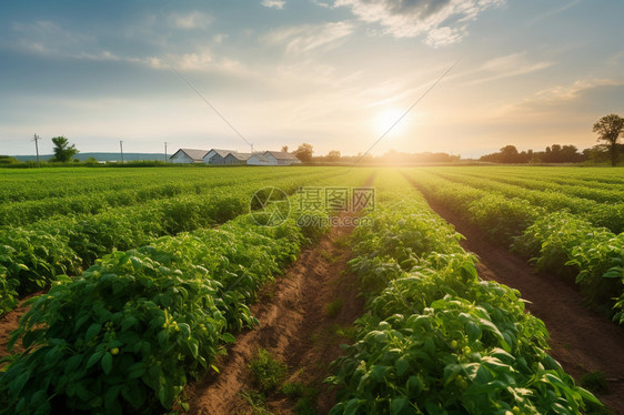 日落下茂盛的西红柿苗图片