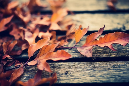木板上的落叶背景图片