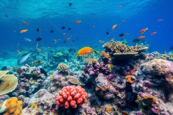 海洋中的海洋生物图片