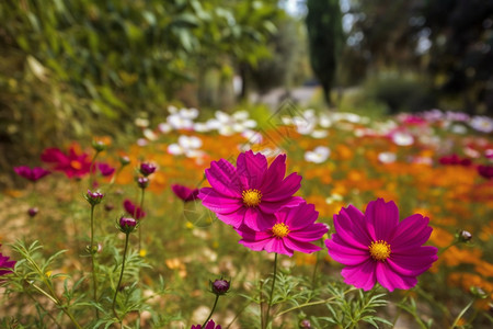 公园里的花丛图片