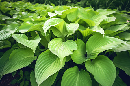 花园里的植物图片