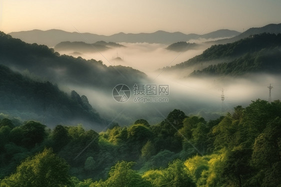 森林里的薄雾图片