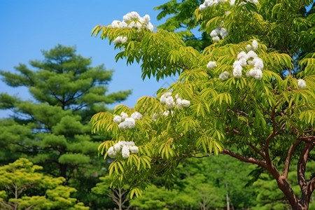 公园中盛开的美丽花朵背景图片