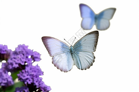 薰衣草中的蝴蝶背景图片