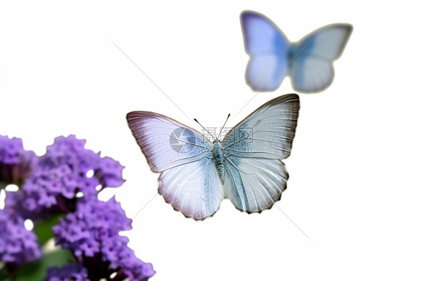 薰衣草中的蝴蝶图片