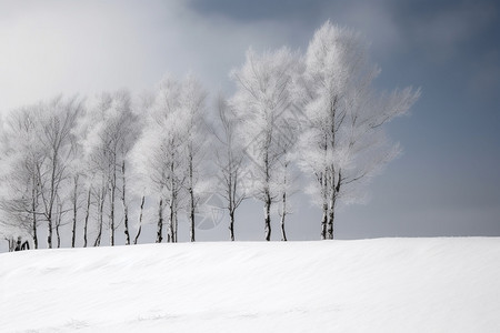 故宫的雪挂满霜的树背景
