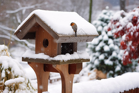下雪天的小鸟图片