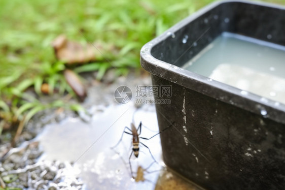 诱发疾病的蚊子图片