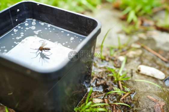 脏水桶里的蚊子图片