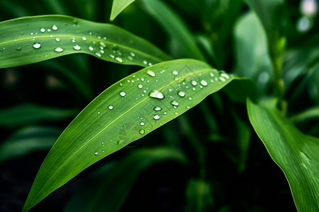 雨后的植物壁纸图片