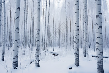 冰天雪地的森林图片