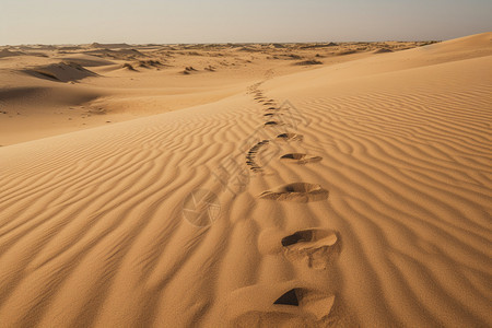 撒哈拉沙漠中的足印图片