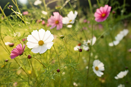 草地里的可爱小花背景图片