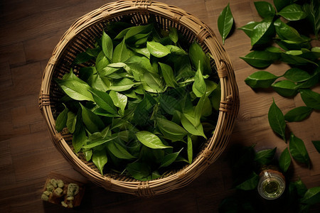 农村新鲜的绿色茶叶图片