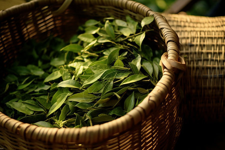 篮筐中的绿色茶叶图片