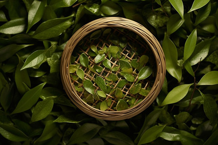 新鲜茶叶浓香的绿色茶叶背景