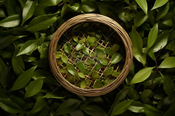 浓香的绿色茶叶图片