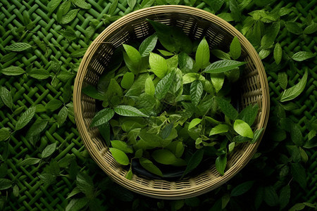 新鲜采摘的绿色茶叶图片