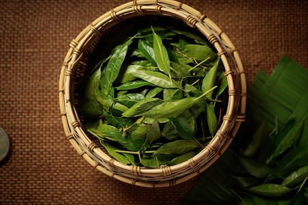 新鲜采摘的绿茶茶叶图片
