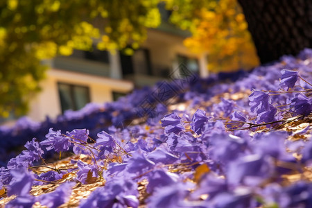 春天的地面上有着紫花图片