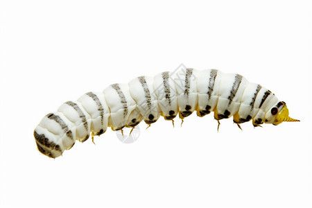 无脊椎动物蚕幼虫图片