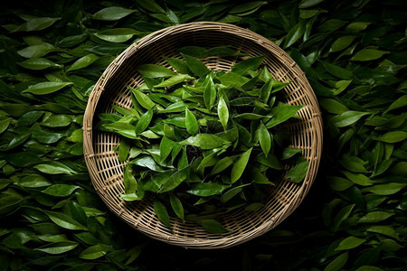 新鲜采摘的绿茶叶图片