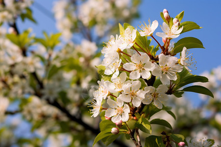 春季的白色樱花图片