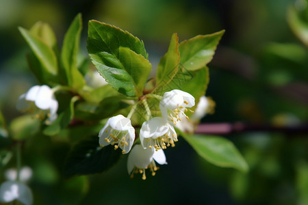 春季绽放的浆果树花朵背景图片