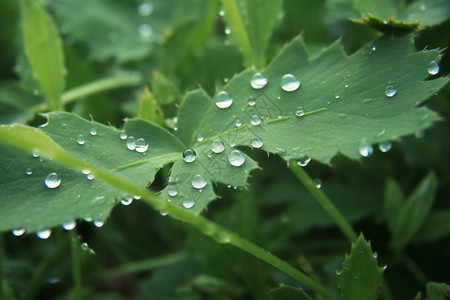 树叶上的雨滴特写图片