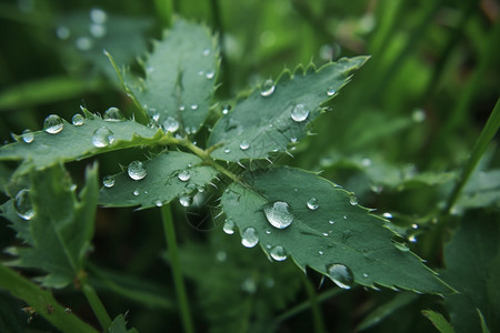 雨后树叶上的雨滴背景图片