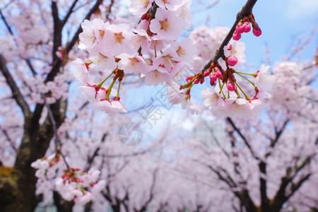 日本春天樱花树图片