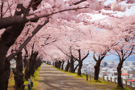 日本樱花背景图片